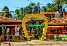 Cajueiro de Pirangi comemora 137 anos com programação especial