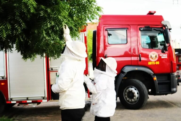 Bombeiros já atenderam mais de 500 ocorrências de exames de insetos em Natal e região Bombeiros já atenderam mais de 500 ocorrências de exames de insetos em Natal e região
