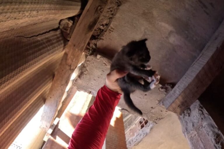 Vídeo: Bombeiros resgatam filhotes de gato presos em telhado em Natal Vídeo: Bombeiros resgatam filhotes de gato presos em telhado em Natal
