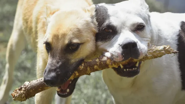 RN registra 7 ataques com cães em 2025; causa está na forma de criação