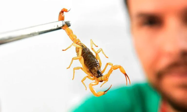 Casos crescentes de picada de escorpião acendem alerta; saiba como agir Casos crescentes de picada de escorpião acendem alerta; saiba como agir