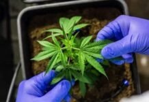 Anvisa discute nesta quarta regras para a produção de cannabis no país