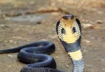 Bombeiros orientam sobre prevenção e primeiros socorros em casos de picadas de cobra