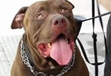 Pitbull que matou idoso em Natal é resgatado por adestrador e levado para lar temporário