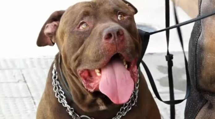 Pitbull que matou idoso em Natal é resgatado por adestrador e levado para lar temporário