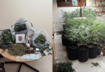 Polícia desmonta laboratório de maconha que poderia render R$ 500 mil em Natal