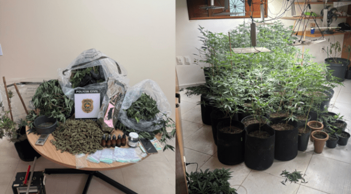 Polícia desmonta laboratório de maconha que poderia render R$ 500 mil em Natal