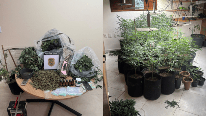 lab-flor-maconha-728x410